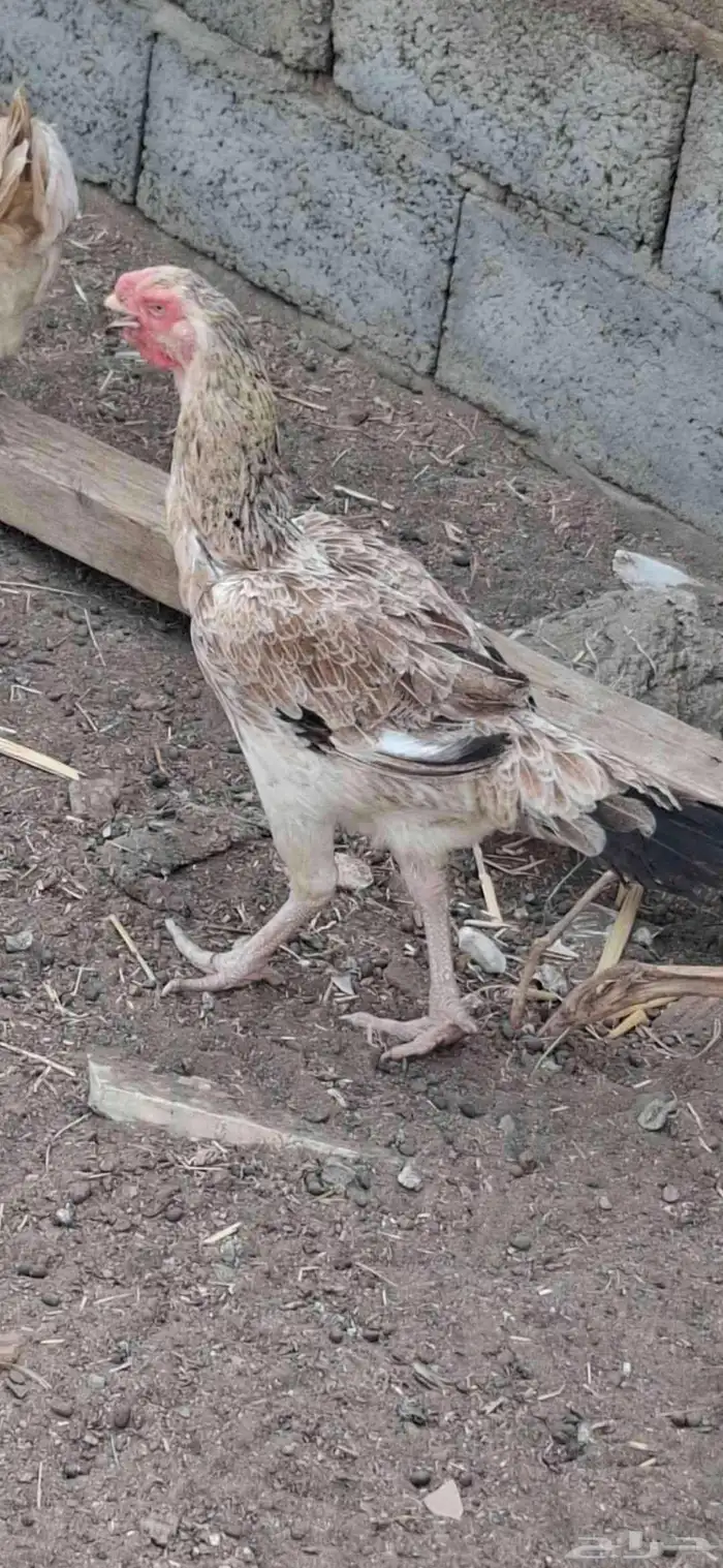 طقم دجاج فارسي 0