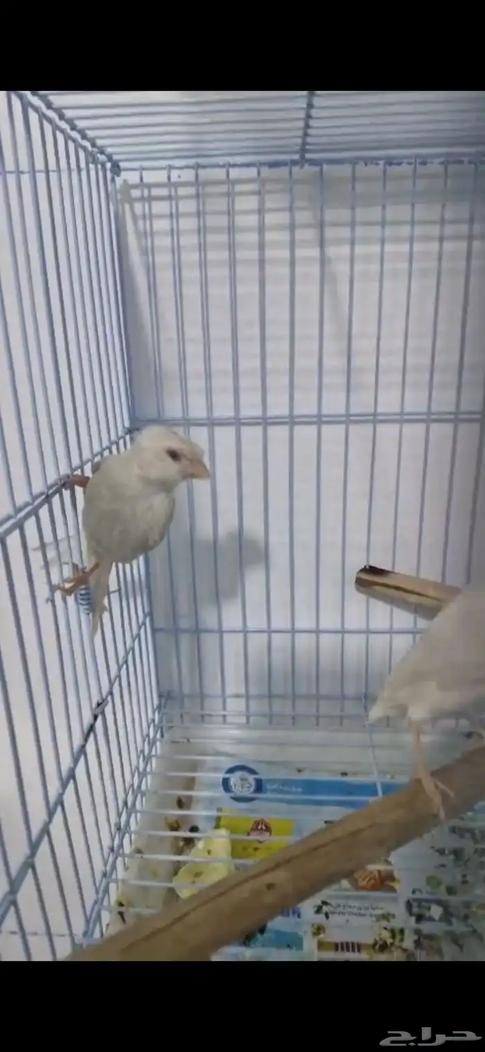 كناري ستنايت عيون حمر من أهالي بيور 5