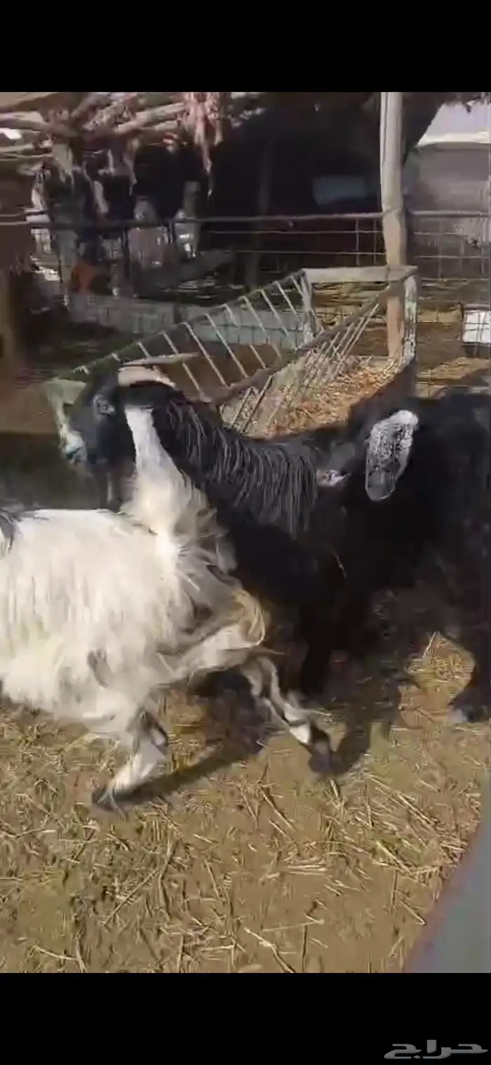 معزا دفيع وضريع 0