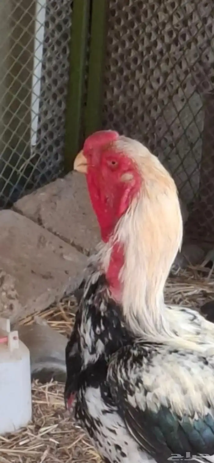 طقم دجاج فارسي 9