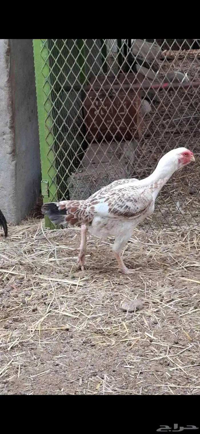 طقم دجاج فارسي 1