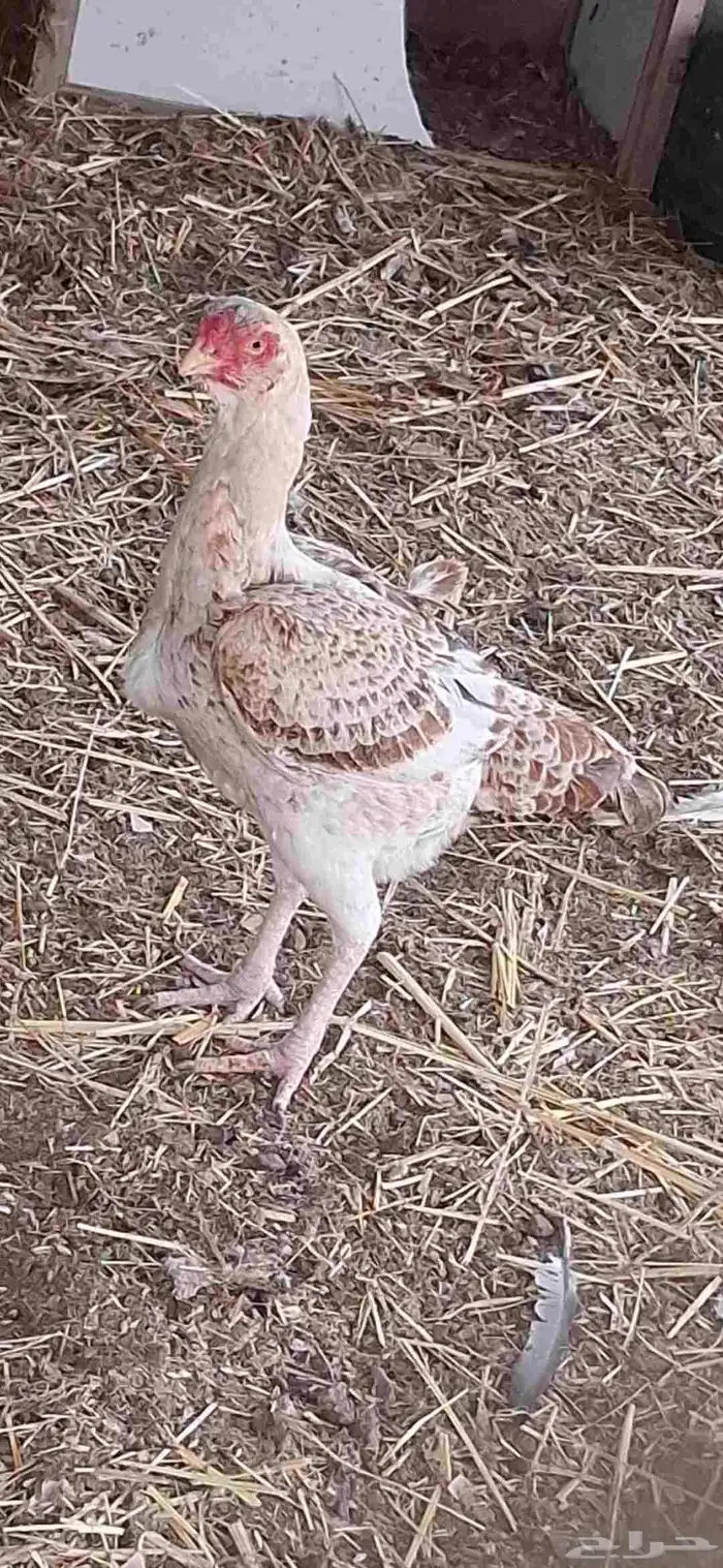 طقم دجاج فارسي 3