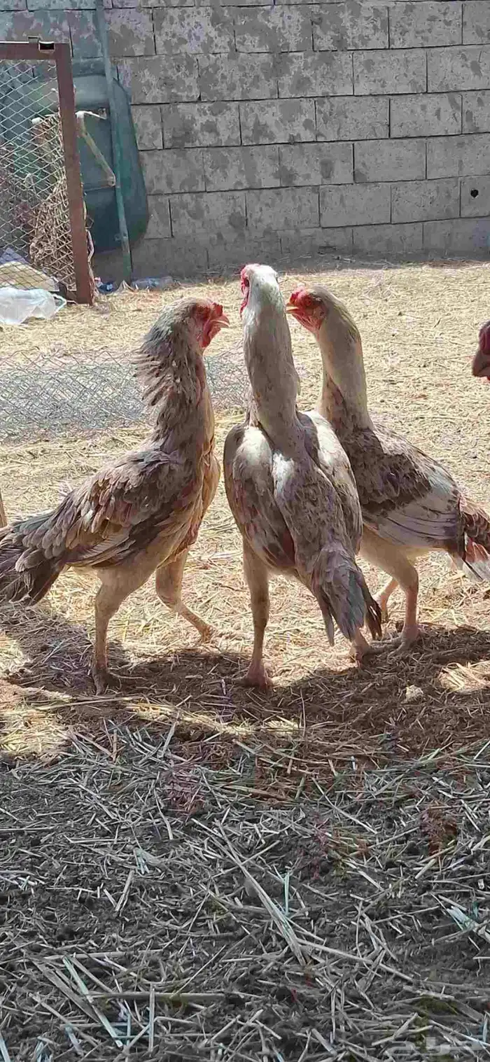 طقم دجاج فارسي 2