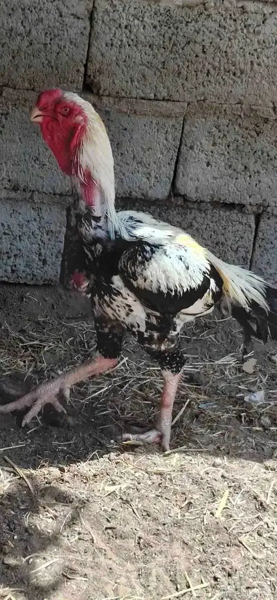 طقم دجاج فارسي index