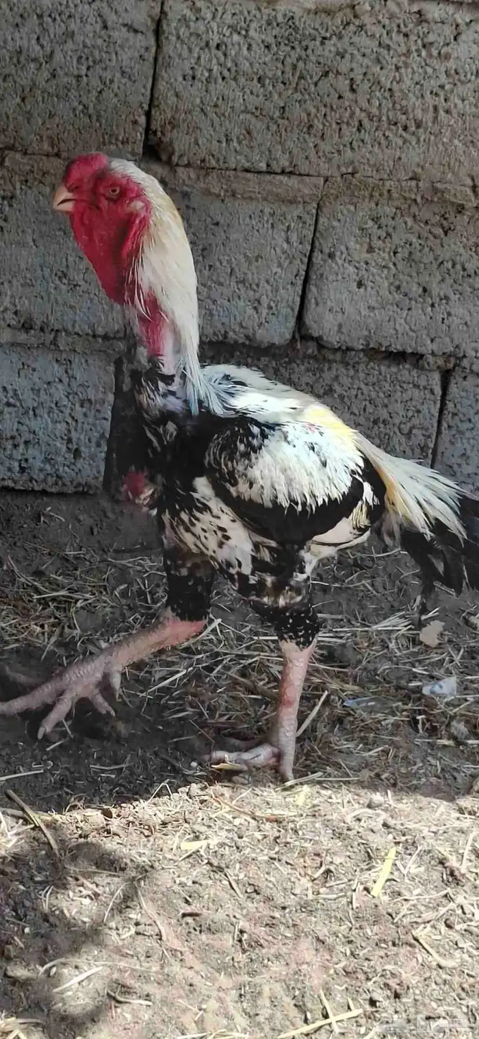 طقم دجاج فارسي 6