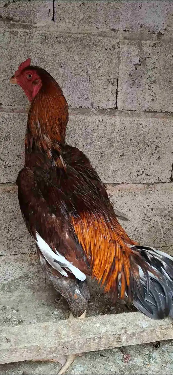 شامو ياباني 1