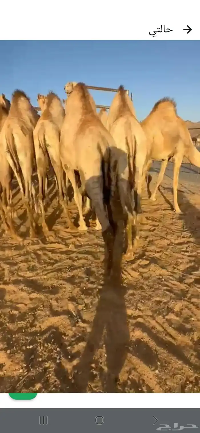 قعدان فل الفل للبيع 0