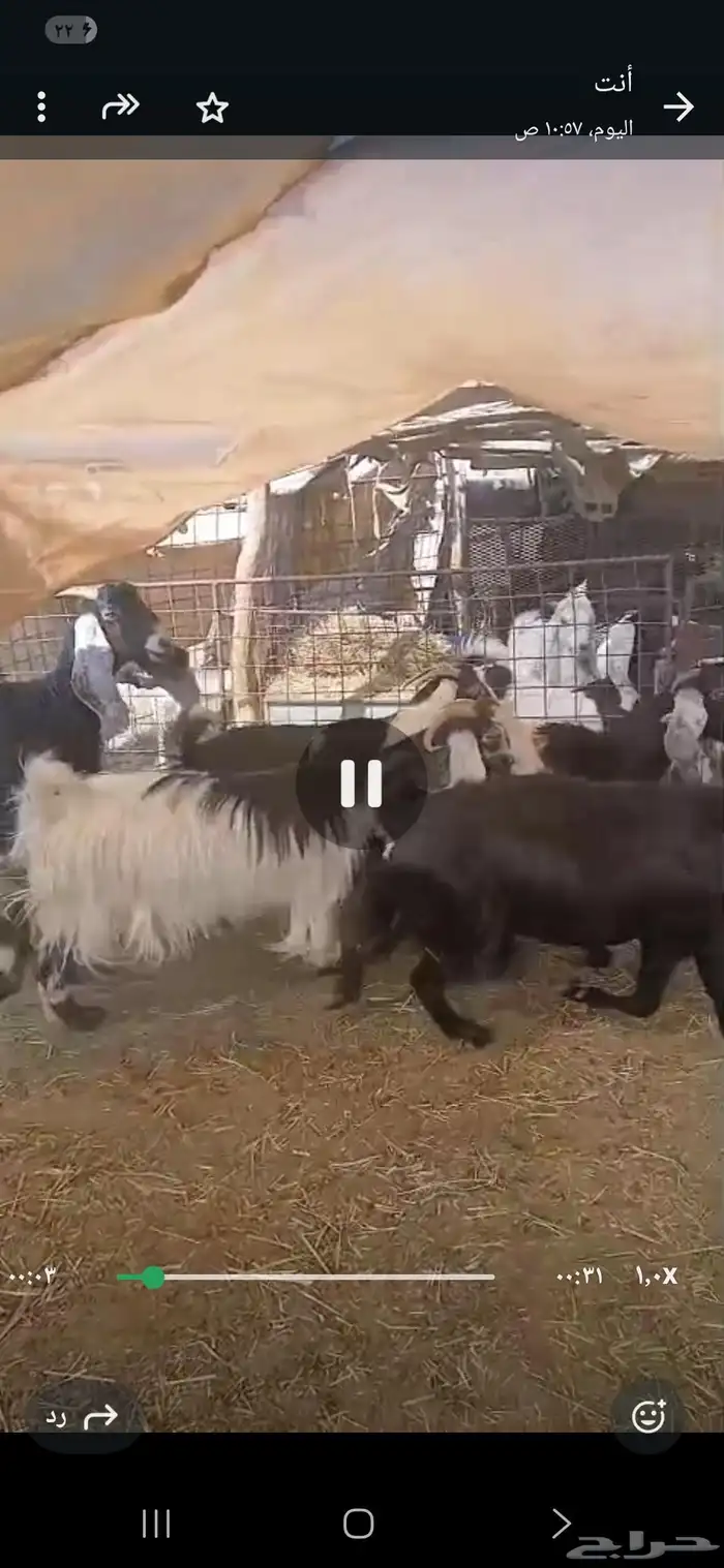 معزا دفيع وضريع 2