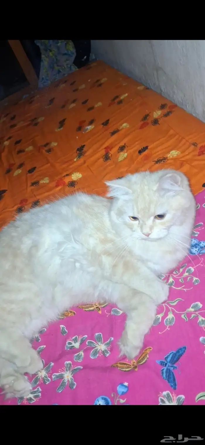 قط صغير للتبني لقيته 4