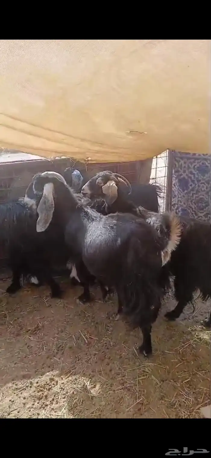 معزا دفيع وضريع 1