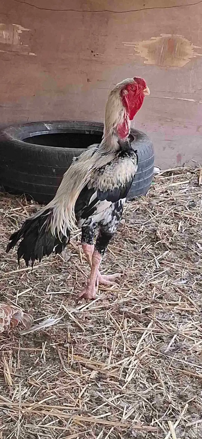 طقم دجاج فارسي 5