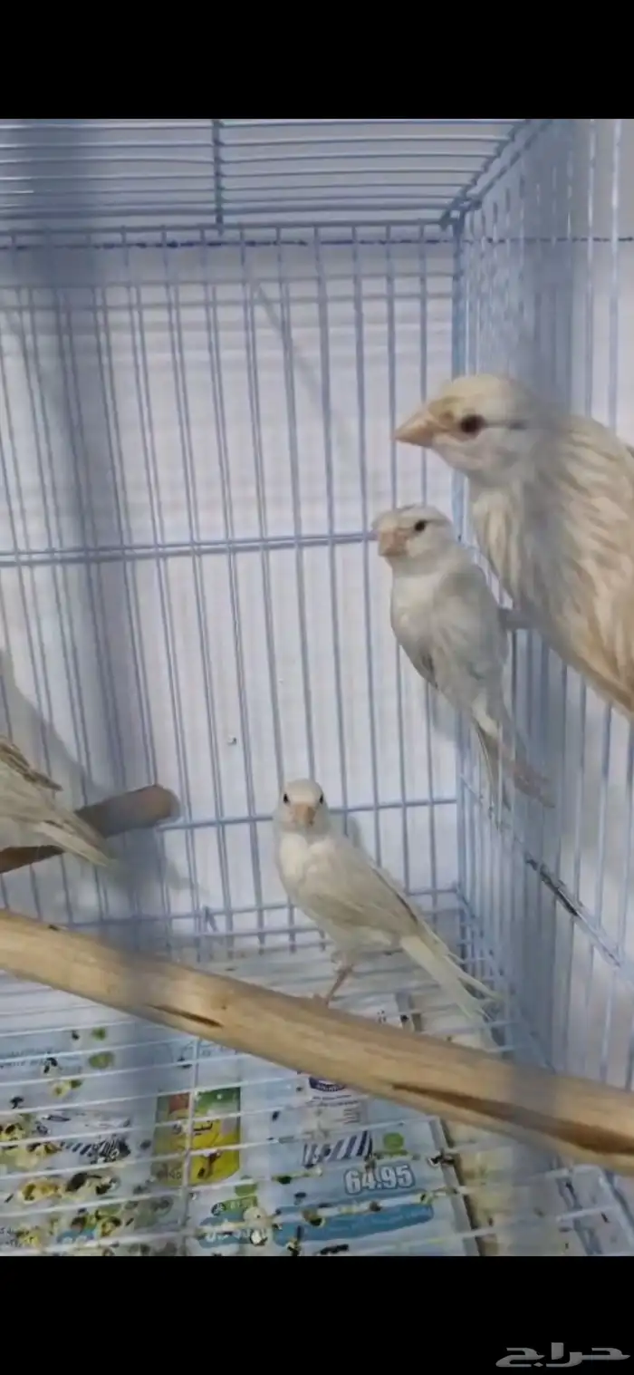 كناري ستنايت عيون حمر من أهالي بيور 3