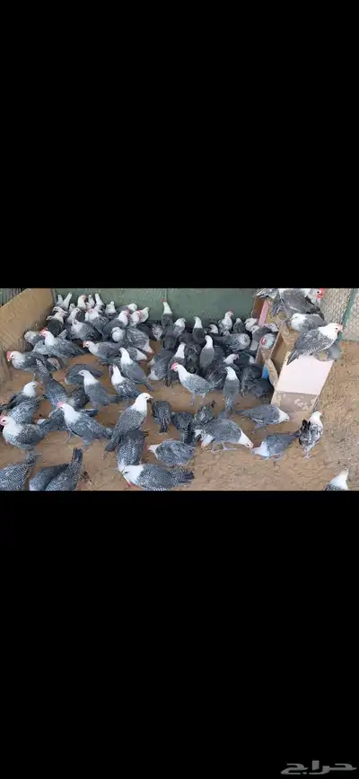 دجاج فيومي بشاير 0