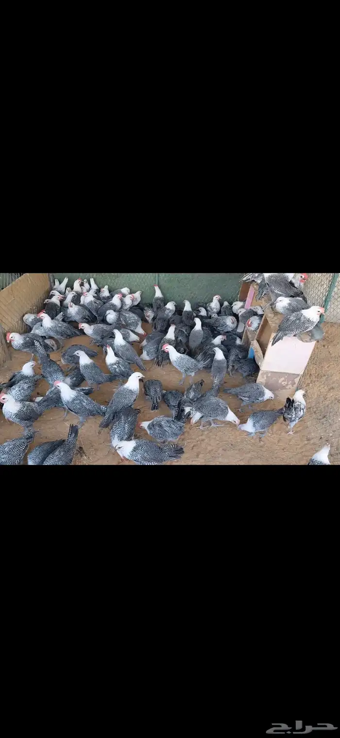 دجاج فيومي بشاير 0