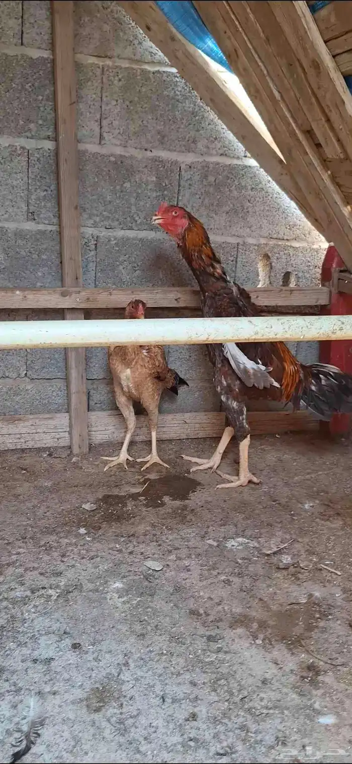 شامو ياباني 5