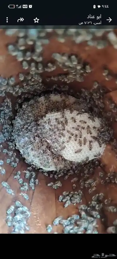 نحل للبيع كفو index