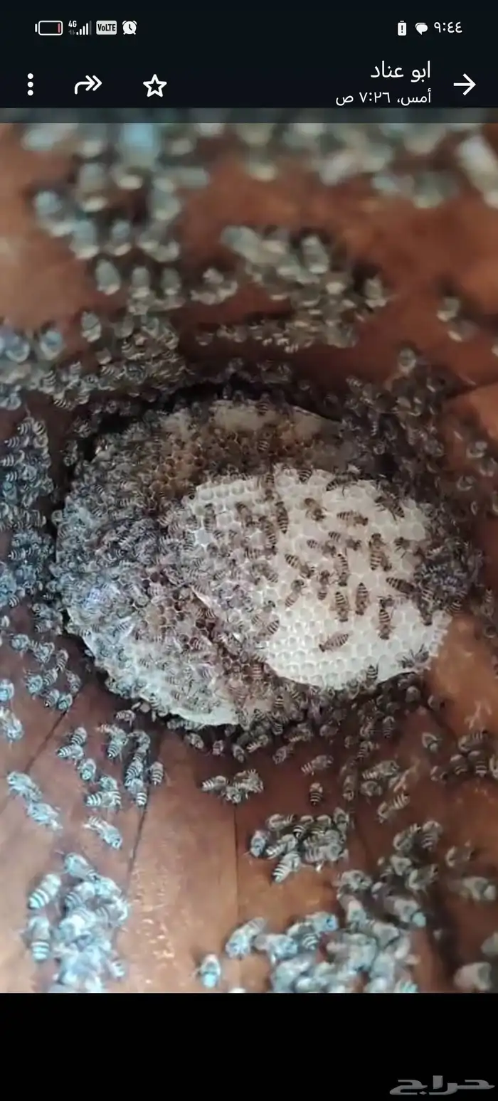 نحل للبيع كفو 3