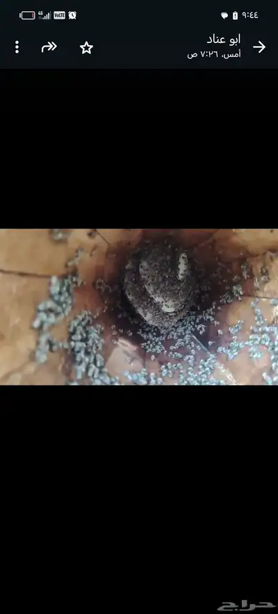 نحل للبيع كفو index