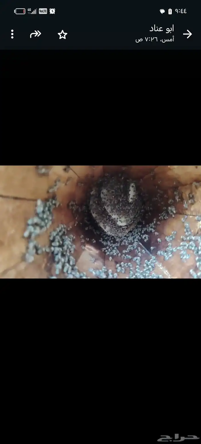 نحل للبيع كفو 4