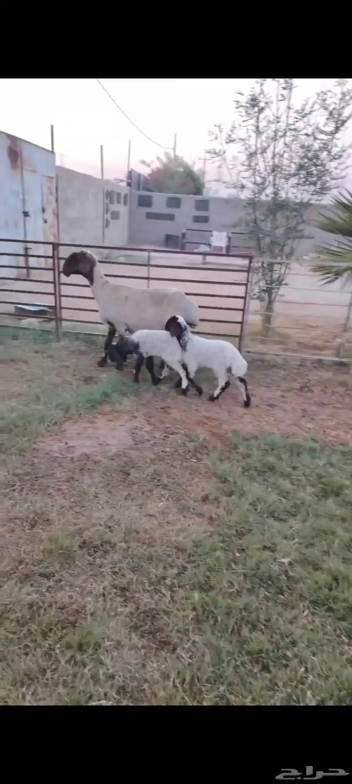 رغوث نعيمية سدس فاخره متاومه برخال معرفه 1