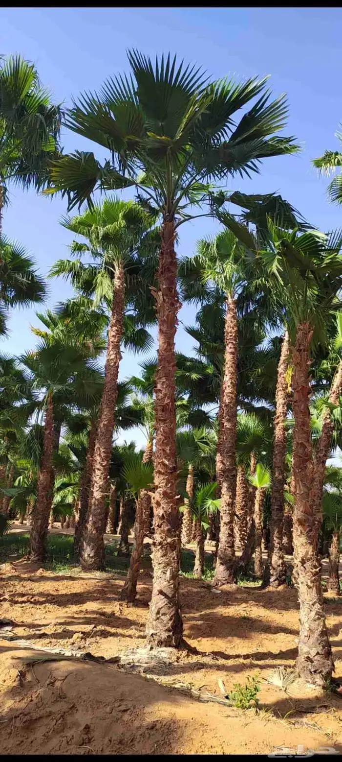 نخل واشنطني لببيع 0