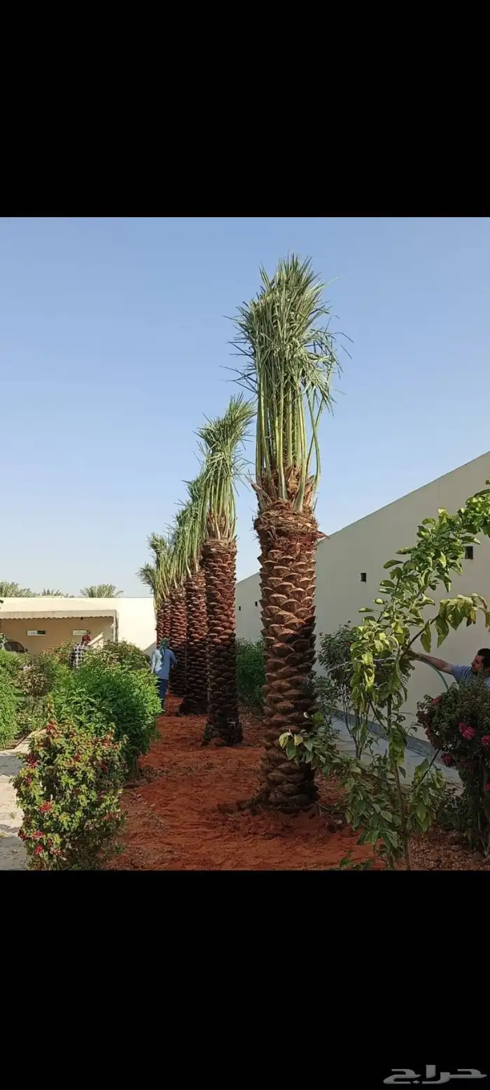 نخل واشنطني لببيع 2