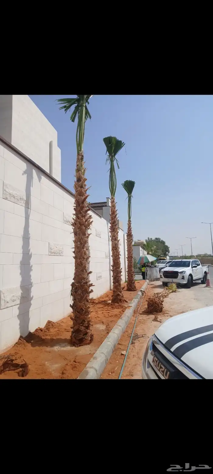 نخل واشنطني لببيع 9