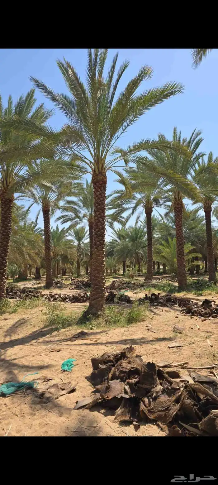 نخل واشنطني لببيع 1