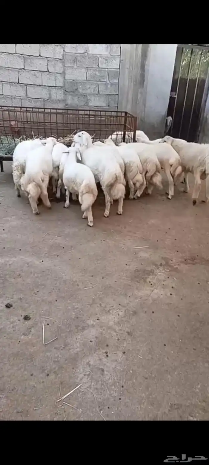 طليان ذبائح فل شحم 5شهور رجال المع 5