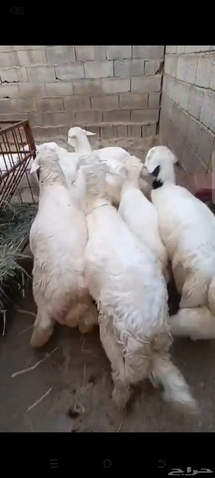 طليان ذبائح فل شحم 5شهور رجال المع 4