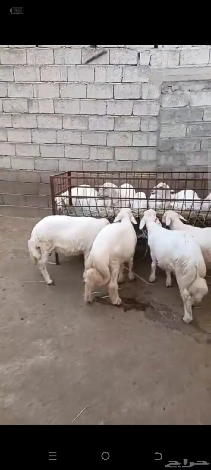 طليان ذبائح فل شحم 5شهور رجال المع 6