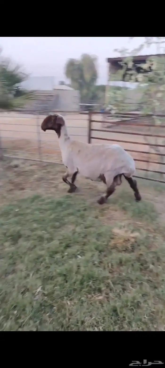 رغوث نعيمية سدس فاخره متاومه برخال معرفه 0