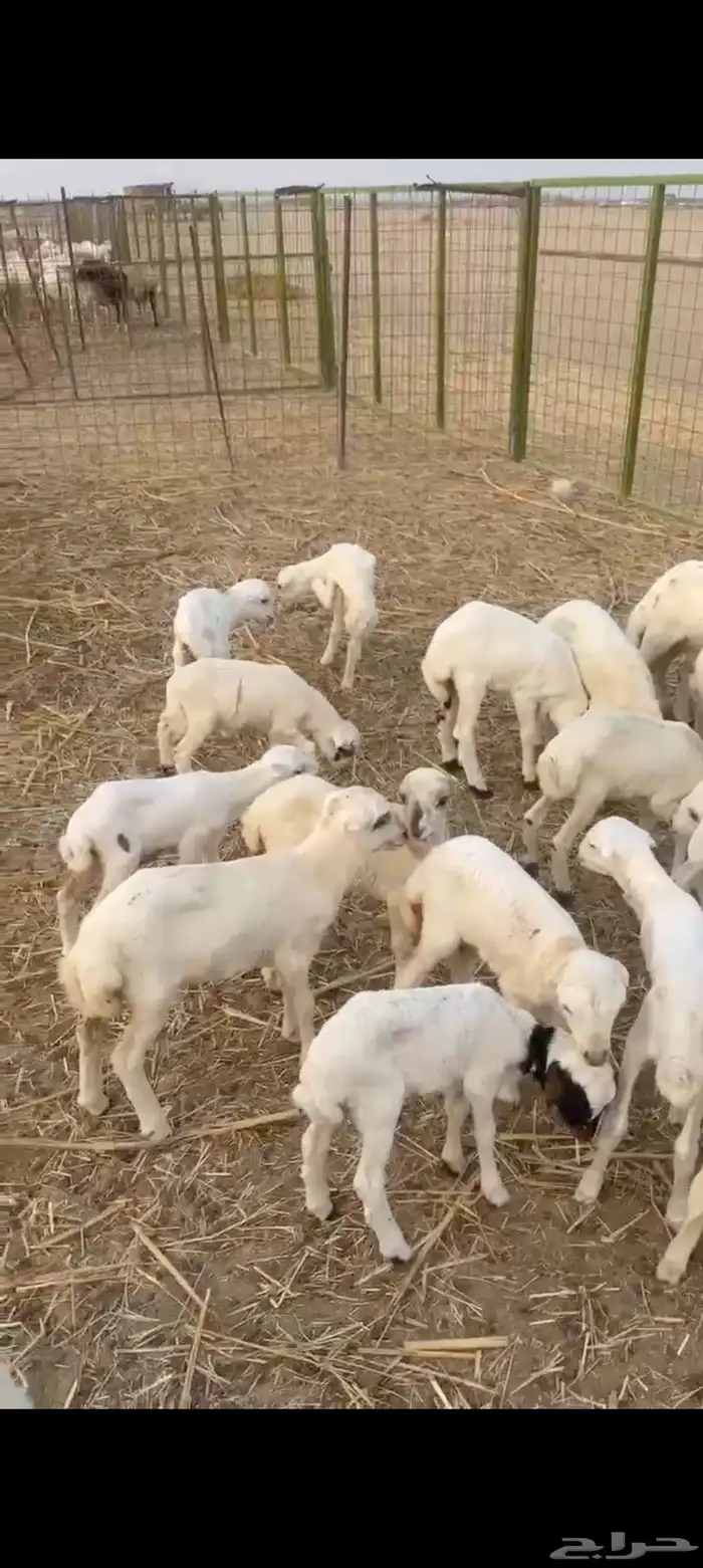 30 ضان رفيديه يتبعها 23 5