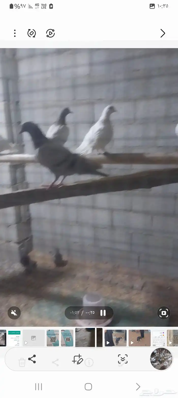 دجاج وديوكة بط حمام 4