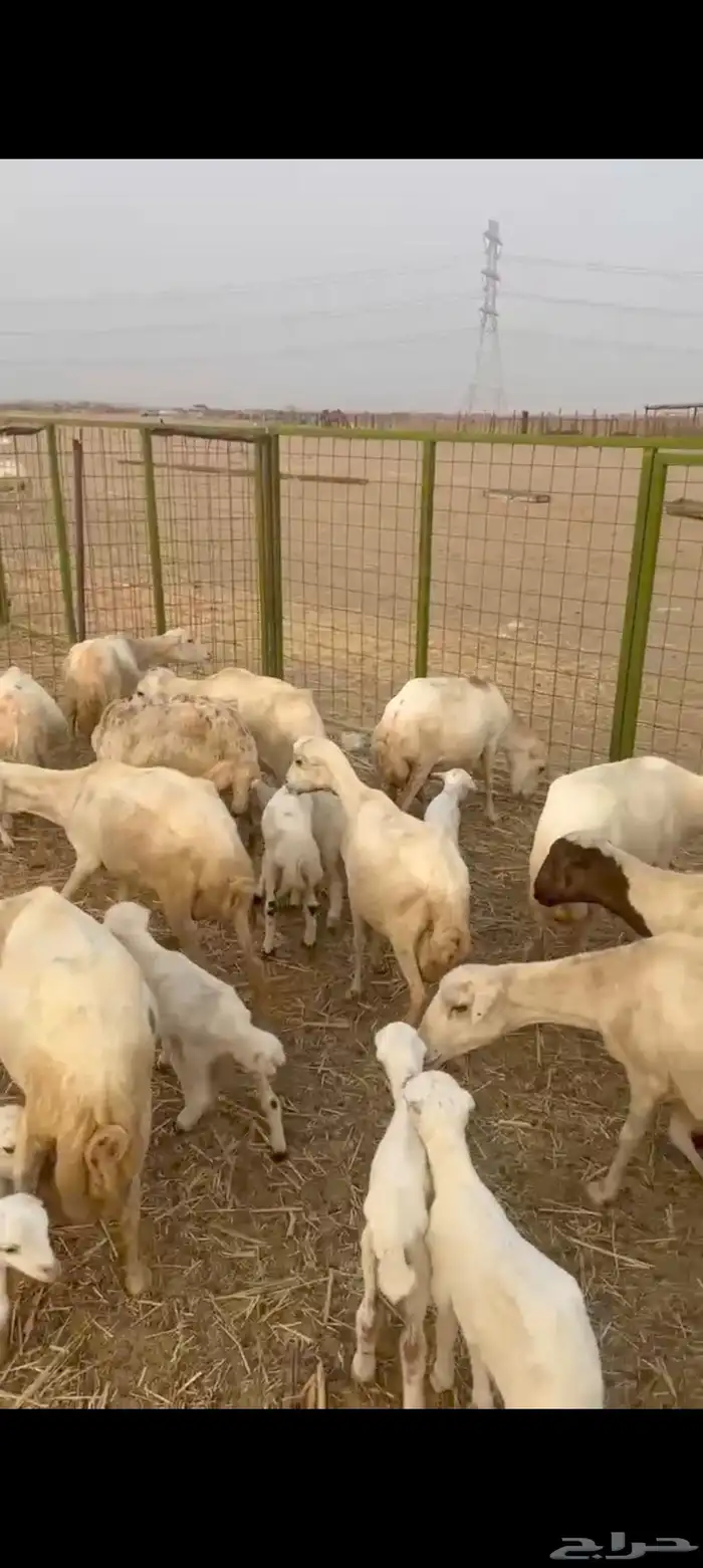 30 ضان رفيديه يتبعها 23 6