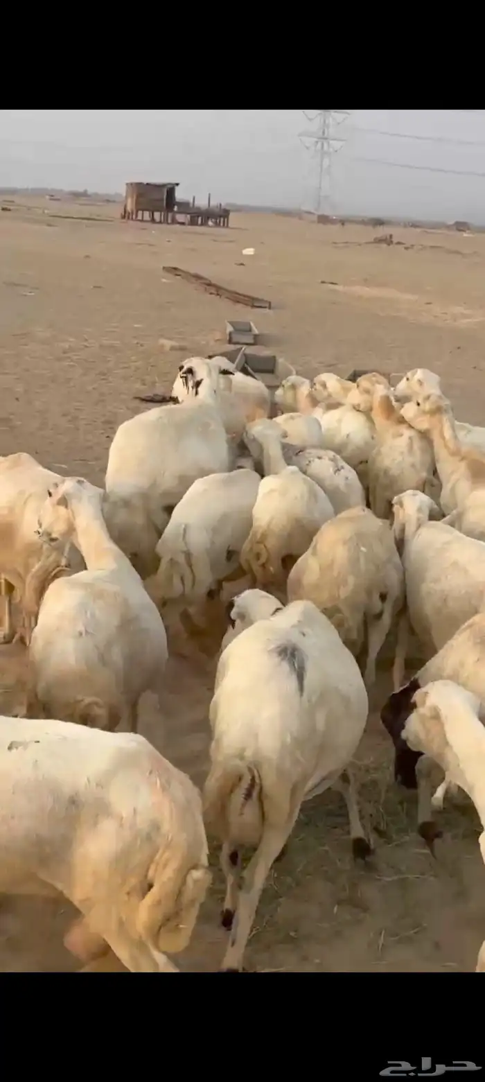 30 ضان رفيديه يتبعها 23 4