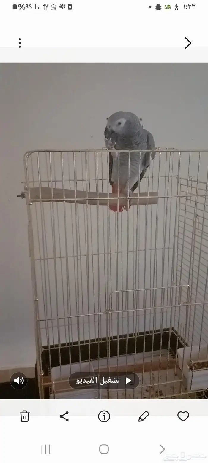 طير كاسكو متكلم أليف العمر سنتين للبيع 1