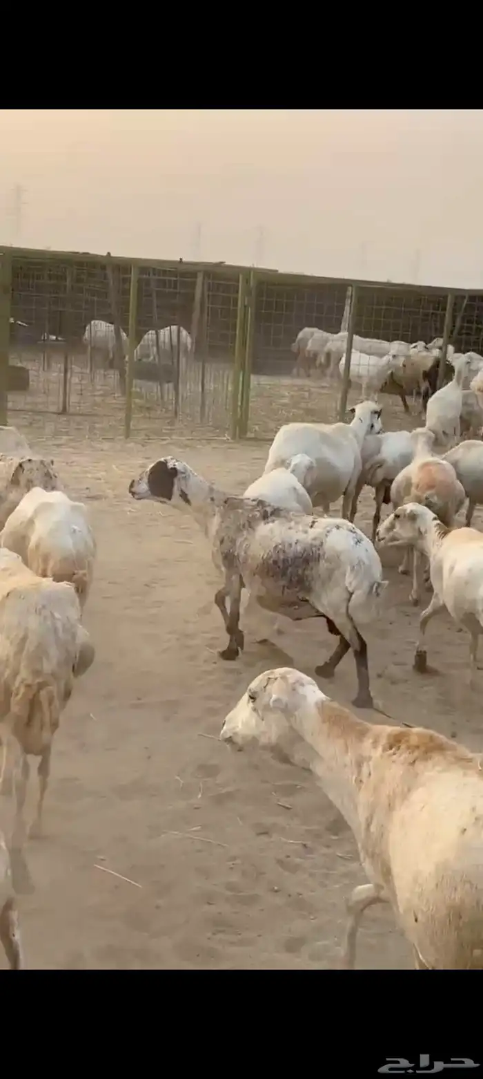 30 ضان رفيديه يتبعها 23 3