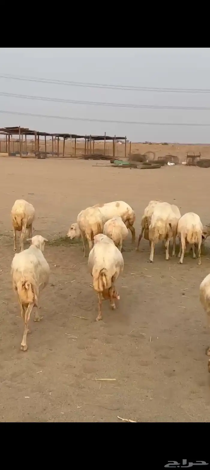 30 ضان رفيديه يتبعها 23 0