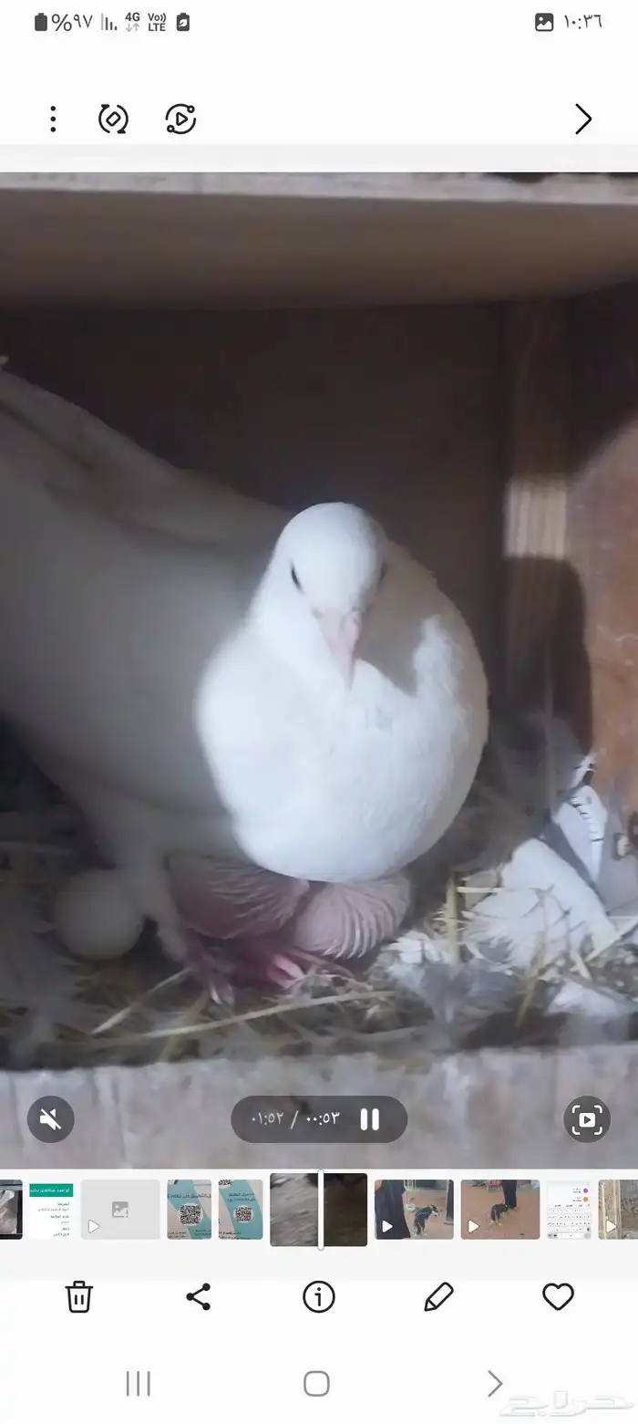 دجاج وديوكة بط حمام 0