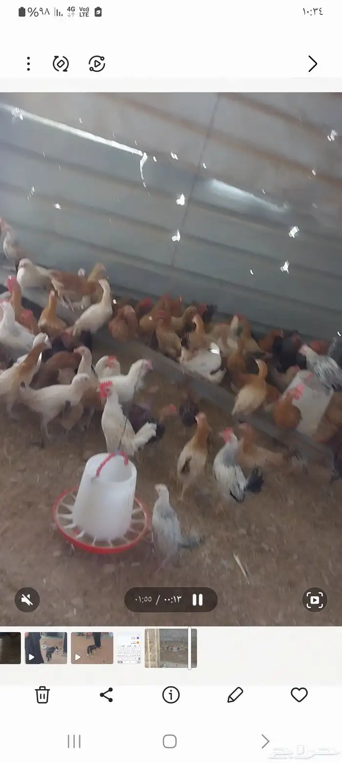 دجاج وديوكة بط حمام 1