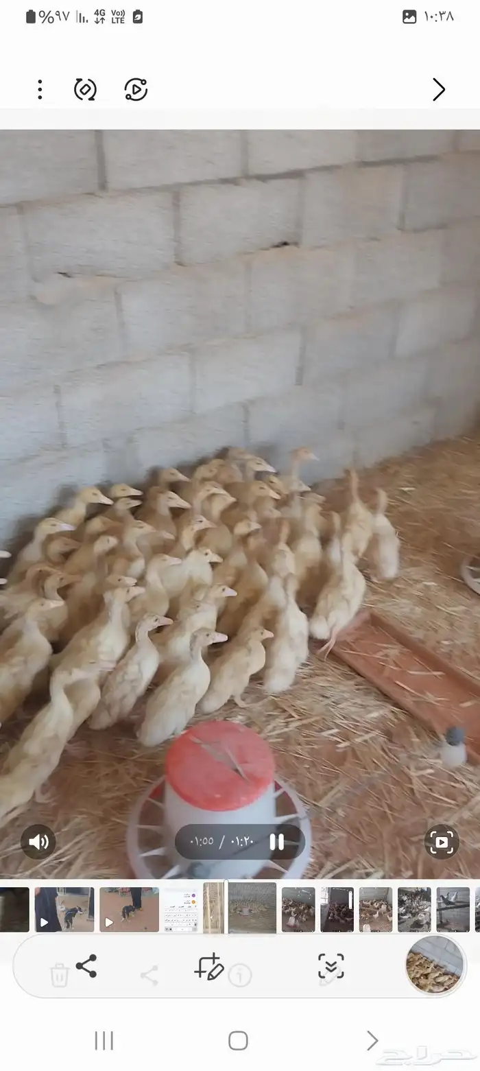 دجاج وديوكة بط حمام 2