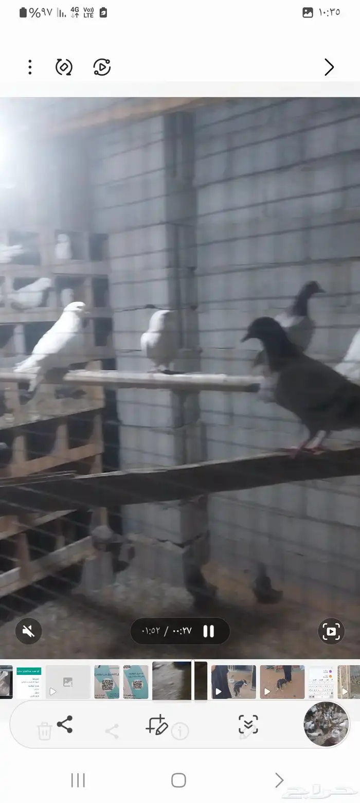 دجاج وديوكة بط حمام 3