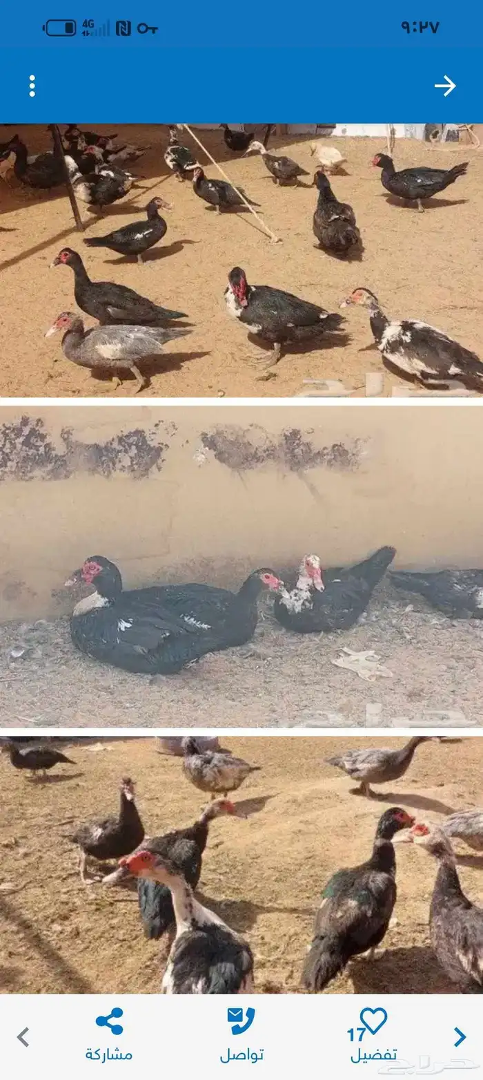 للبيع بح العدد 35 عمره 7 شهور 0