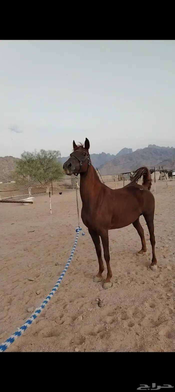 فرس شعبيه عربيه 2