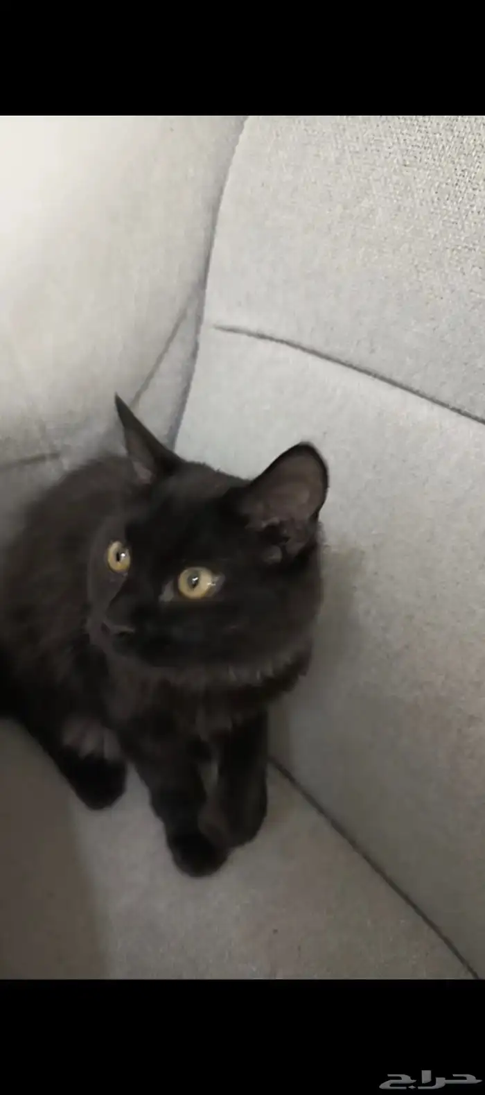 قط للتبني لعمر سنه تقريبا لطيف كتير الفرو كثيف راسه مدور 1