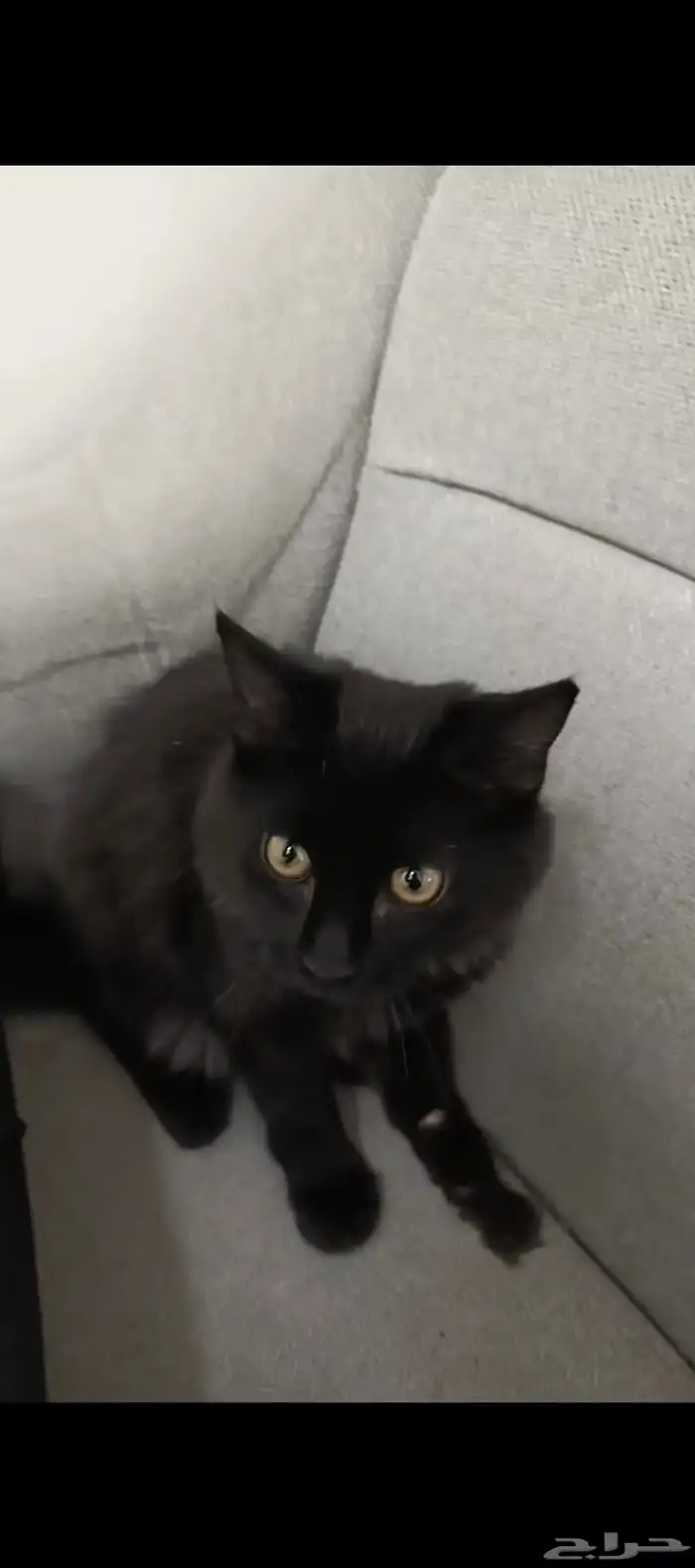 قط للتبني لعمر سنه تقريبا لطيف كتير الفرو كثيف راسه مدور 0