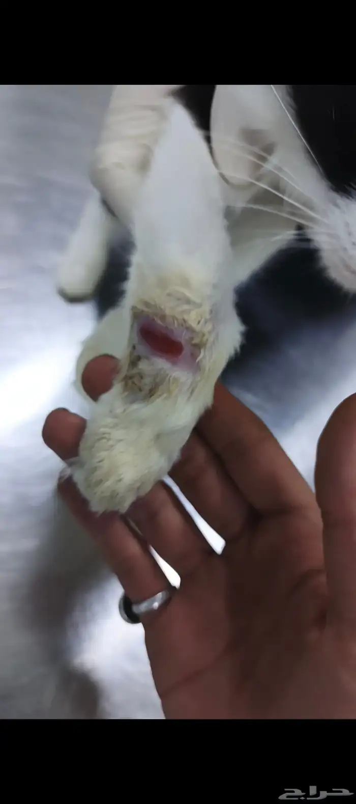 قط مشلوله يده للتبني 0