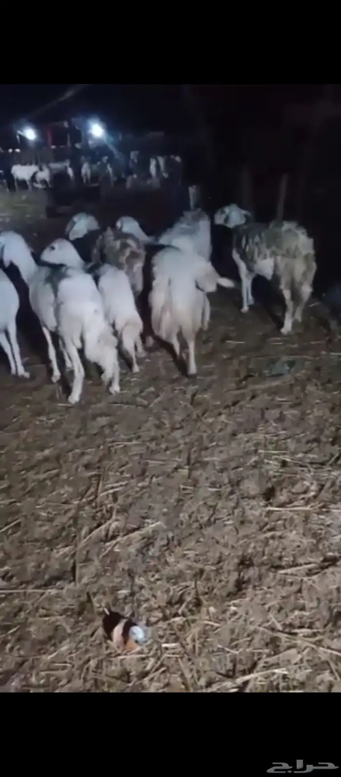 ضان حري عشر فيها واحده مولده الباقي دفيع 1