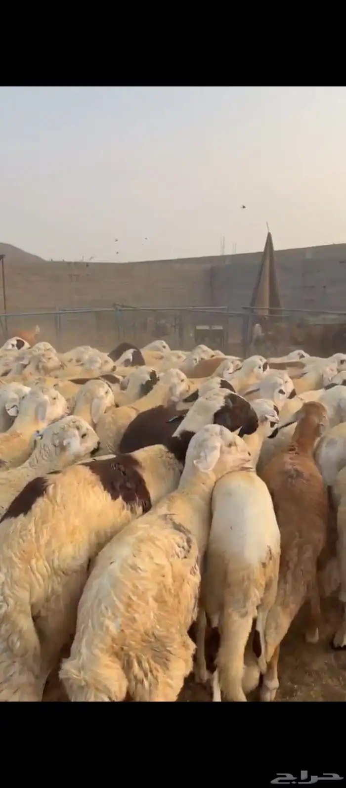 طليان سواكني دمازين وحمري 7